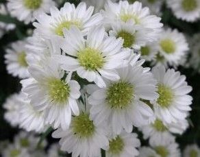 Asters White